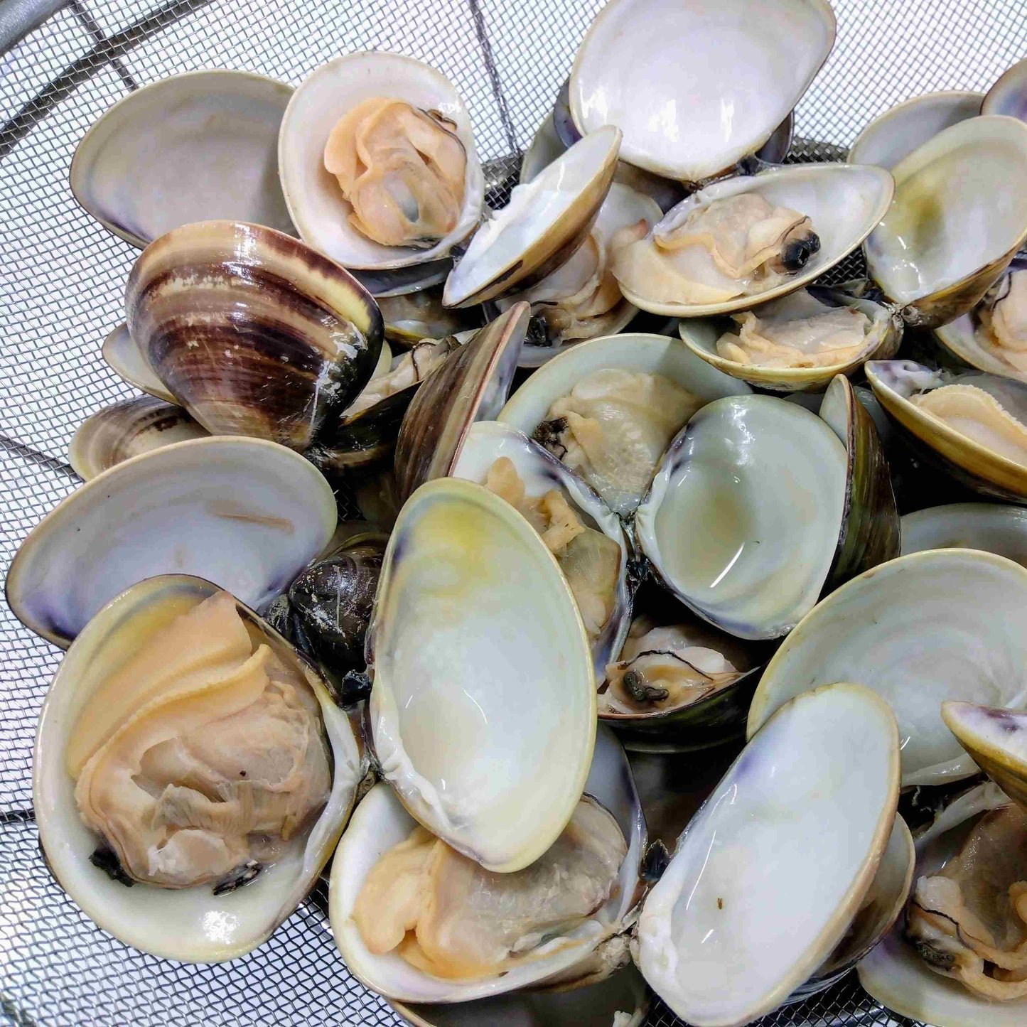 天然はまぐり（マルタカ水産）
